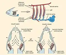Schémas du système respiratoire d'un poisson.