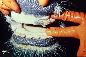Description de l'image Foot and mouth disease in mouth.jpg.