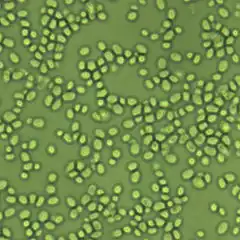 Description de l'image Glabrata.jpg.