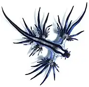 Glaucus atlanticus (Glaucidae)