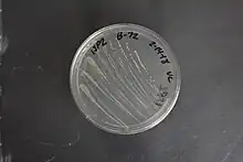 Description de l'image Gluconobacter oxydans subspecies suboxydans NRRL B-72.jpg.