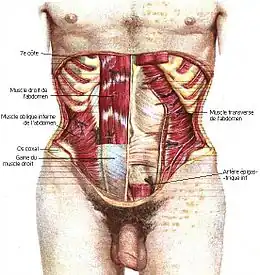 Muscles de l'abdomen (antérieur).