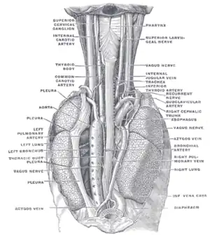 Illustration (Gray's Anatomy) de l'appareil respiratoire.
