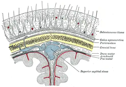 Coupe schématique du cuir chevelu.