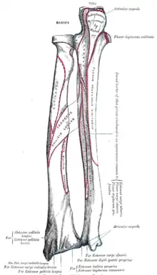 Origine ulnaire et radiale du muscle long extenseur du pouce (Extensor pollicis longus).