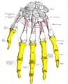 Insertion sur les phalanges moyenne et distales de l'auriculaire du muscle extenseur du petit doigt (Ext. digit. quinti).