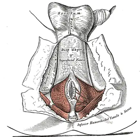 Le périnée. Le tégument et la couche superficielle du fascia superficiel sont écartés