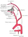 Diagramme montrant les principales branches des artères carotides.