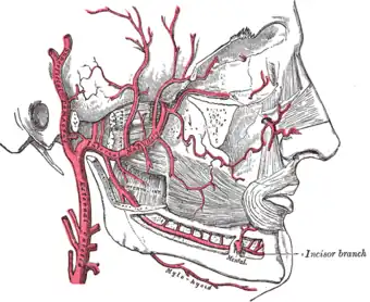 Les branches de l'artère maxillaire interne.