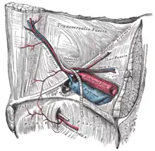 Ligament inguinal vu depuis la cavité abdominale.