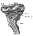 Cerveau postérieur d'un embryon humain de trois mois, vu de l'arrière et partiellement du côté gauche.