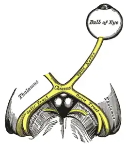 Tractus optique&nbsp;(en), chiasma optique et nerf optique.