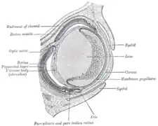 Section horizontale de l'œil de l'embryon d'un lapin de 18&nbsp;jours (agrandissement ×30).