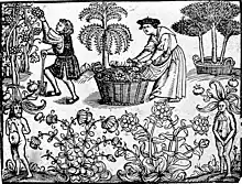 Gravure en noir et blanc d'un jardin montrant plusieurs arbres et plantes en fleurs, dans lequel un homme (à gauche) muni d'une bêche cueille une grappe de raisin et une femme (au centre) verse dans un panier plusieurs herbes et fleurs récoltées dans son tablier ; les coins inférieurs sont occupés par deux créatures nues mi-humaines, mi-végétales, l'une masculine, l'autre féminine.