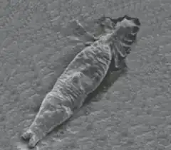 Description de cette image, également commentée ci-après