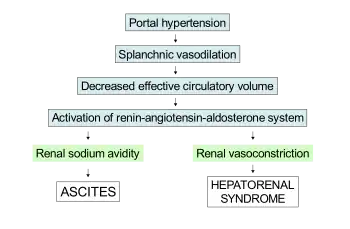 Schematic demonstrating the underfill theory to explain the pathophysiology of both ascites and hepatorenal syndrome.