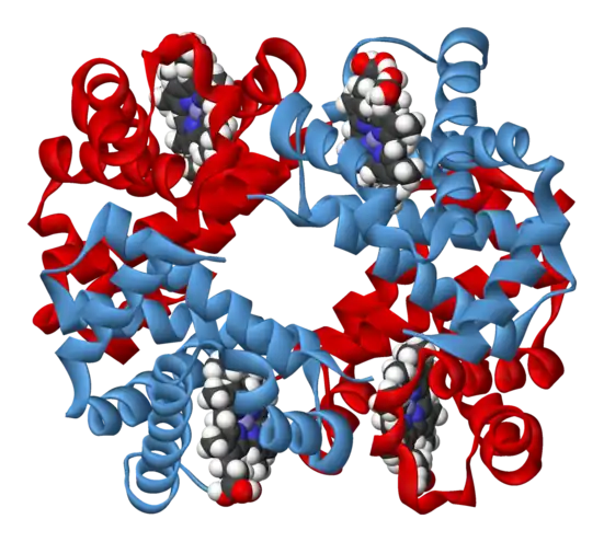 Représentation générique d'une molécule d'hémoglobine, montrant les quatre sous unités, identiques deux à deux, avec chacune une molécule d'hème insérée dans des cavités à l'intérieur des sous-unités.