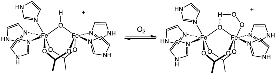 Représentation de la liaison de l'oxygène O2 au site actif de l'hémérythrine.