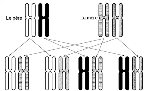 4 combinaisons de chromosomes no&nbsp;6 sont possibles