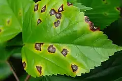 Description de l'image Hibiscus Bacterial leaf spot caused by Pseudomonas cichorii (5684575818).jpg.