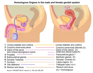 Système reproducteur humain : organes homologues.