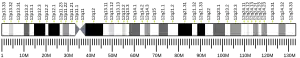 Chromosome 12 humain