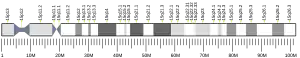 Chromosome 15 humain