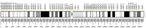 Chromosome 1 humain