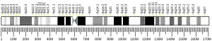 Chromosome 6 humain