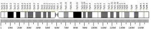 Chromosome 7 humain