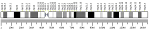 Chromosome 8 humain
