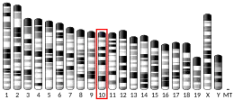 Chromosome 10 (souris)