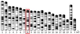 Chromosome 8 (souris)