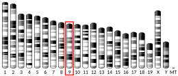 Chromosome 9 (souris)
