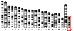 Y chromosome (souris)