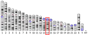 Chromosome 14 humain