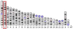 Chromosome 2 humain