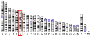 Chromosome 6 humain