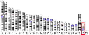 Chromosome Y
