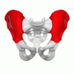 Ilium représenté en rouge