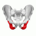 Ischium représenté en rouge