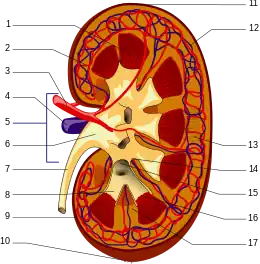 schéma simplifié d'un rein humain en coupe verticale montrant ses différentes parties, avec les légendes.