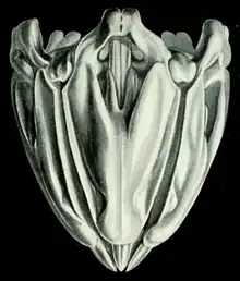 Appareil masticateur des oursins