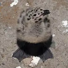 Oisillon de goéland présentant une tache blanche à l'extrémité du bec