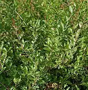 À Hyderabad, en Inde.