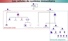organigramme des types de cellules immunitaires regroupées par type de réponse