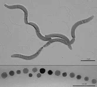 Description de l'image M. gryphiswaldense.png.