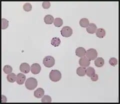 Description de l'image M. haemofelis IP2011.jpg.