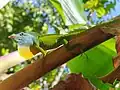 Anolis marmoratus adulte, mâle