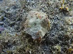 Un foraminifère actuel in situ, Marginopora vertebralis à la Réunion (famille des Soritidae)